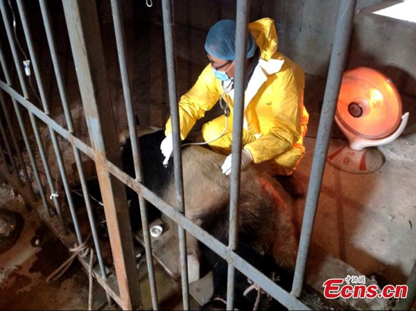 Ill pandas under treatment in NW China