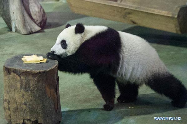 Giant panda cub 'Yuanzai' takes first bite