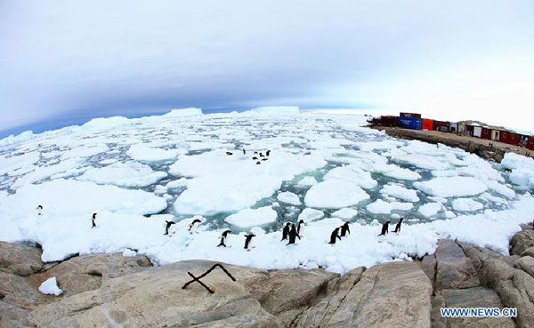 Penguins play near Zhongshan Antarctic Station