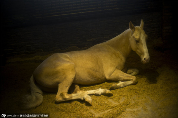 China's biggest Akhal-Teke horse base