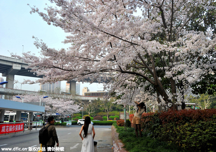 Blossoms add tenderness to bus stop