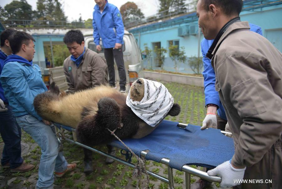 Pandas artificially inseminated at Sichuan's Bifengxia base