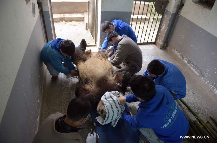 Pandas artificially inseminated at Sichuan's Bifengxia base