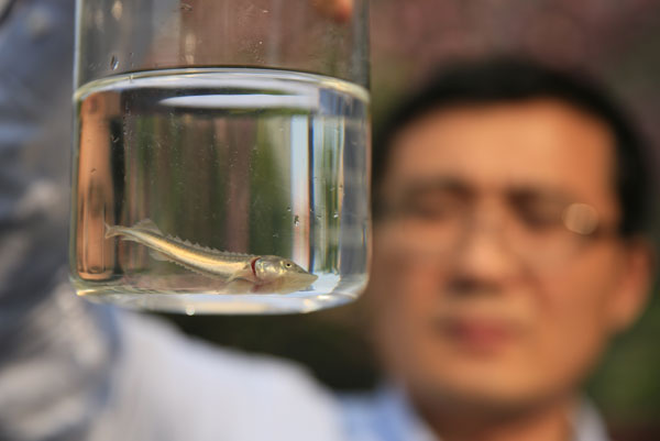 Juvenile sturgeon return to Yangtze