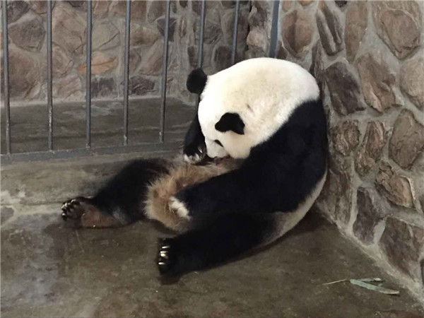 Olympic mascot a mom for first time as pandas deliver four cubs