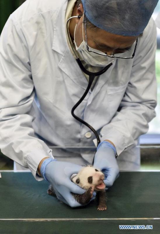 Giant panda cub receives medical care in Guangzhou