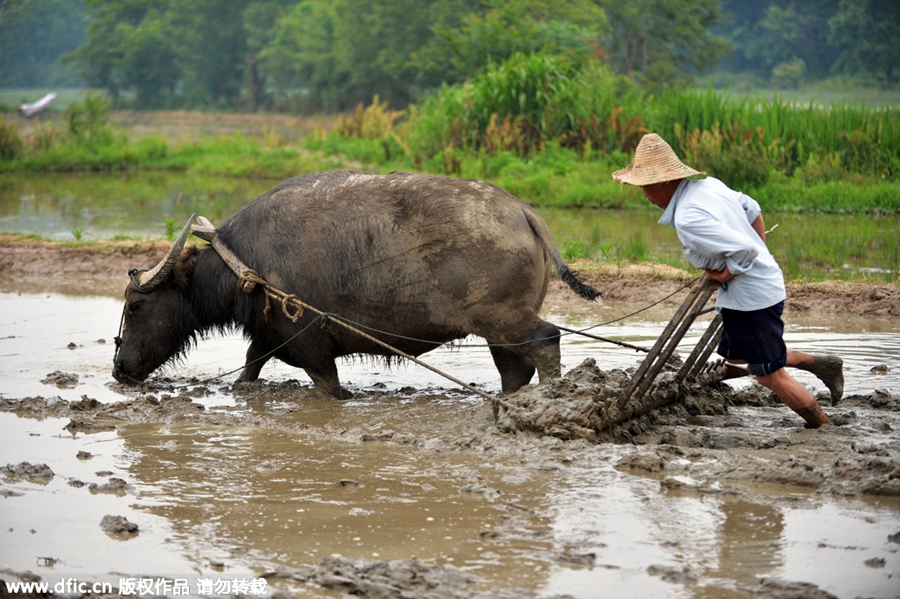 Lives of left-behind seniors in rural areas