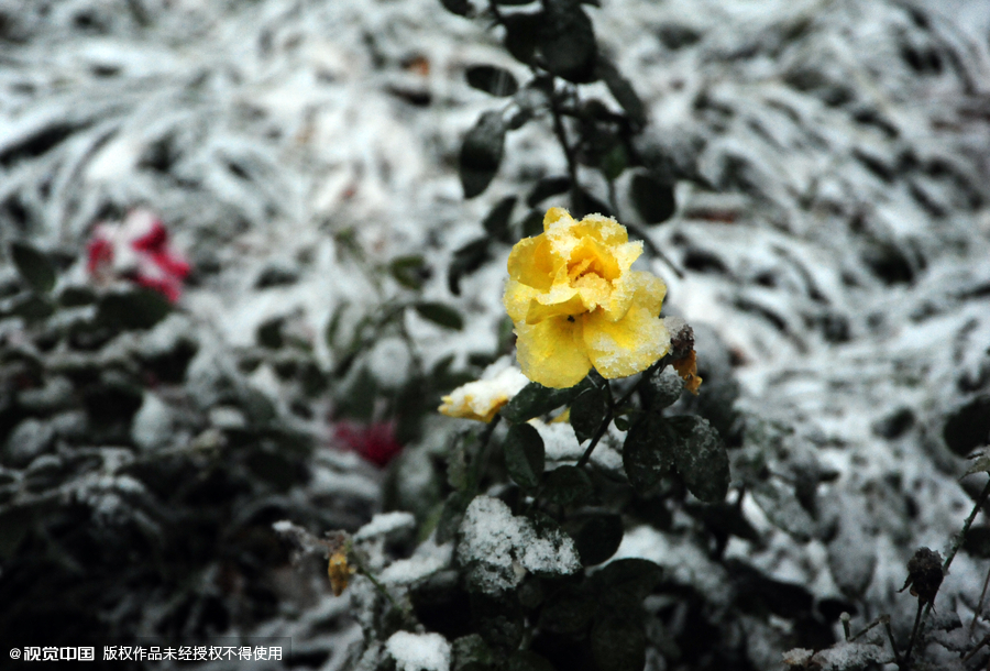 Beijing embraces first snow of the season