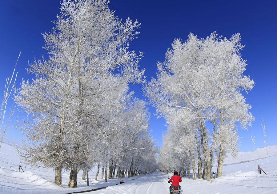 Gorgeous rime scenery in China's Xinjiang