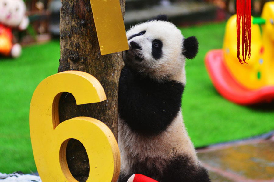 Pandas born in 2015 celebrate Spring Festival