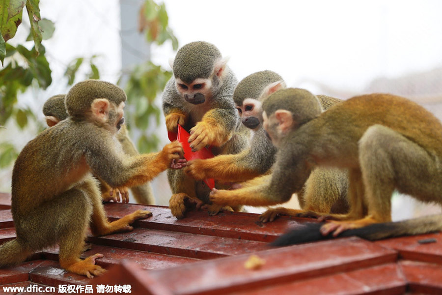 Monkeys scramble for red envelope at Chongqing zoo