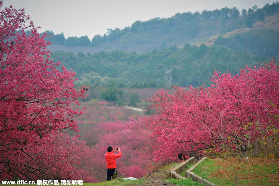 Visitors enjoy cherry blossoms in South China's Guangdong