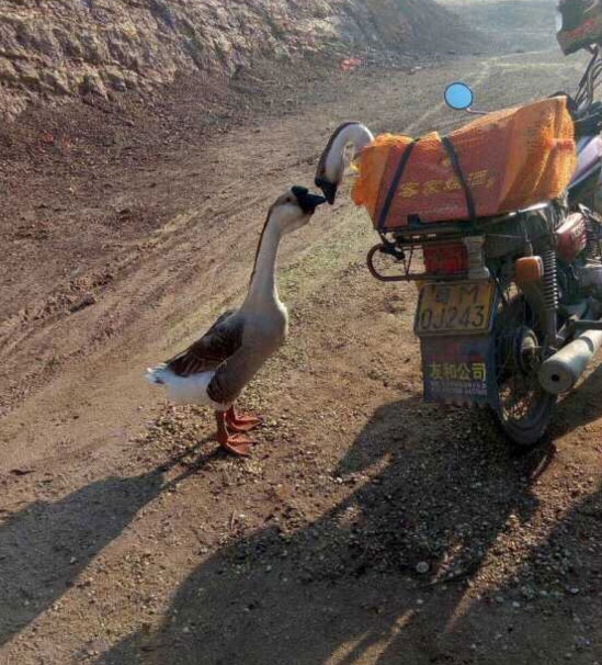 Two 'kissing' birds become unexpected online hit