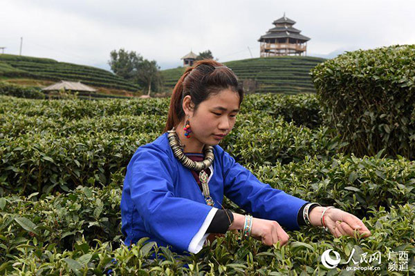 Tea farmers pick up first batch of spring tea in South China