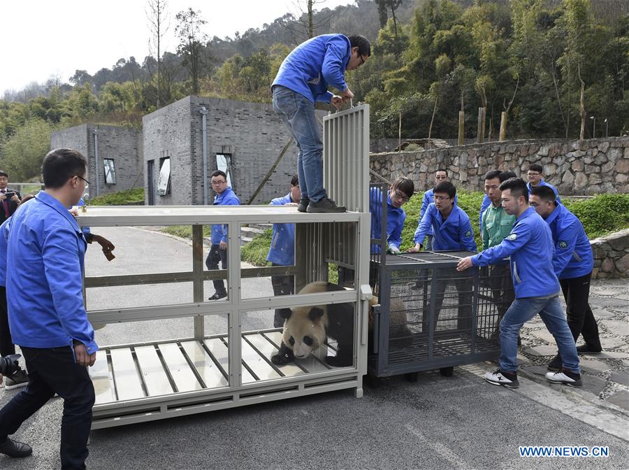 Two giant pandas leave China for new home in ROK