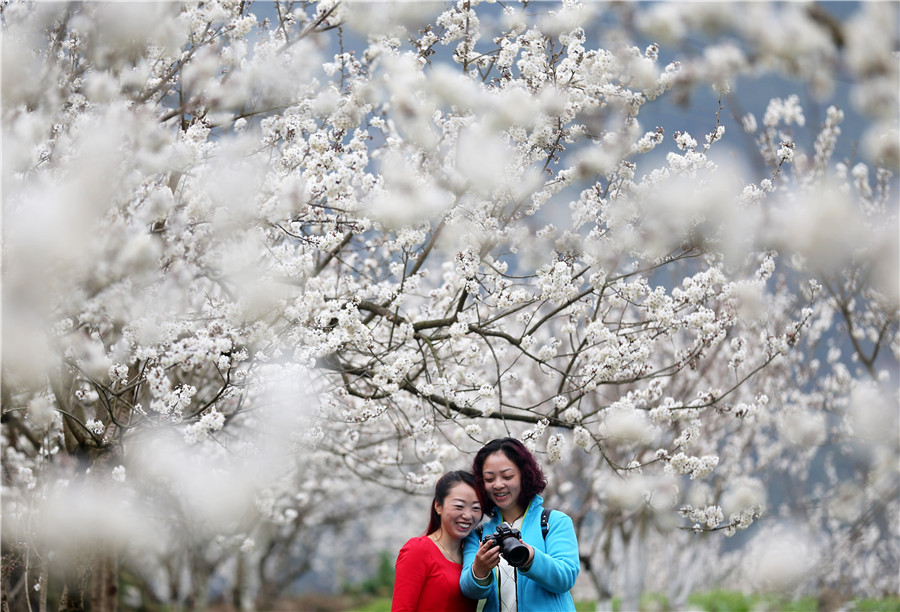 Cherry blossoms signal arrival of spring