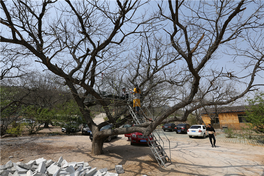 Dine in a tree: Shandong's ecotourism attraction