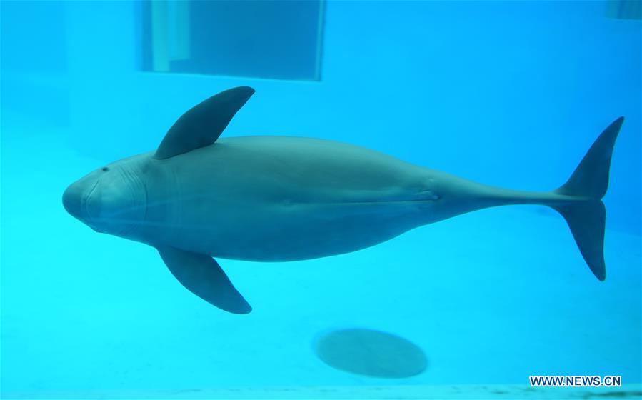 Endangered finless porpoise swim in Wuhan