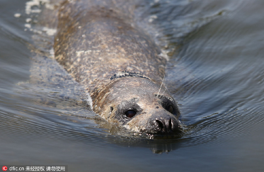 Wounded wild seal spotted at seaside in E China