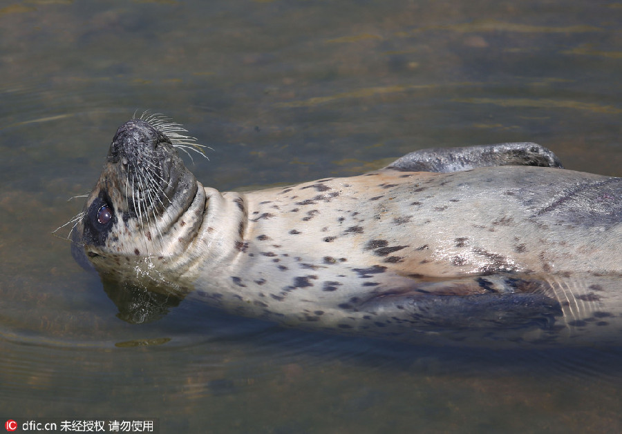 Wounded wild seal spotted at seaside in E China