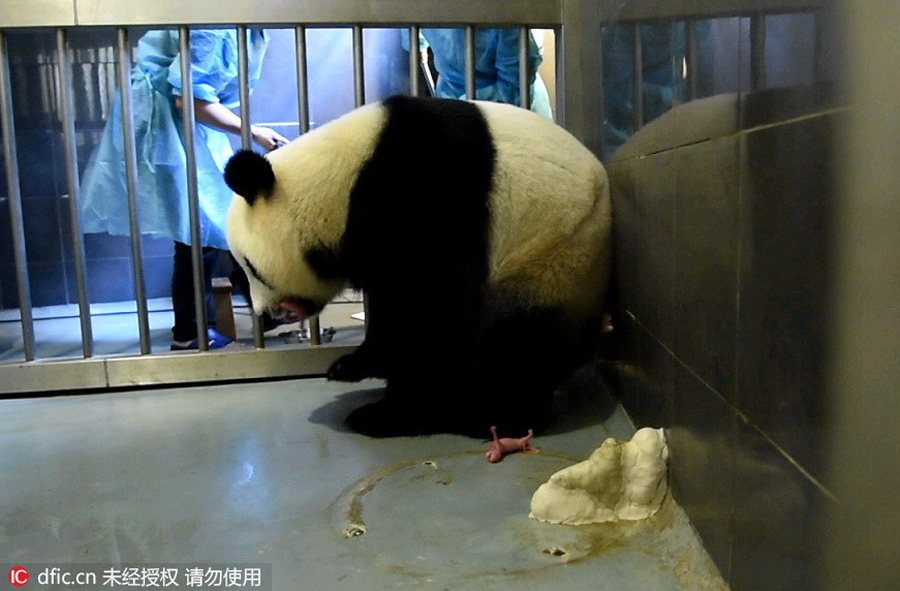 Giant panda in Macao gives birth to twin cubs