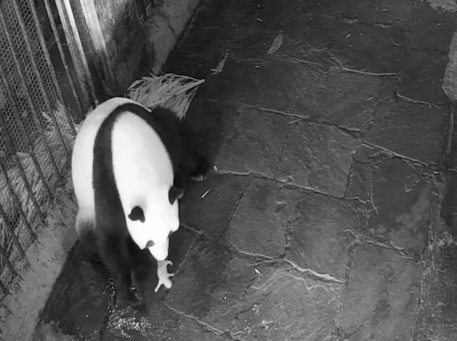 Both baby twin pandas healthy in first month