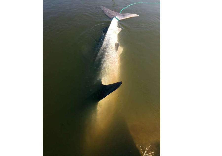 Whale shark found dead in East China