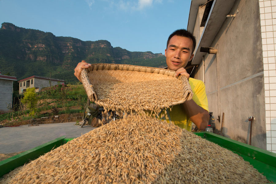 Chinese harvest in full swing