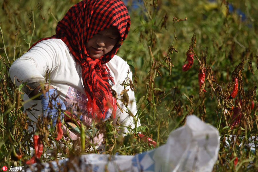 Chinese harvest in full swing