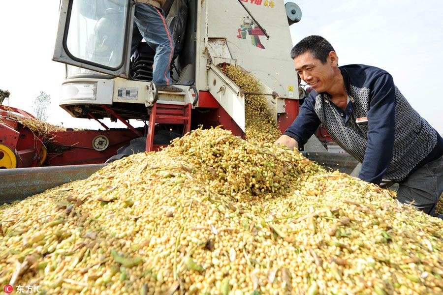 Chinese harvest in full swing