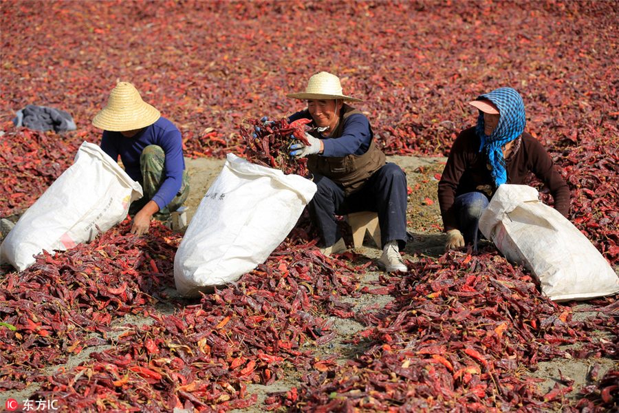 Harvesting bright red chilies in Xinjiang