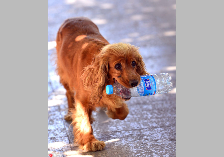 A cute dog and environment protector