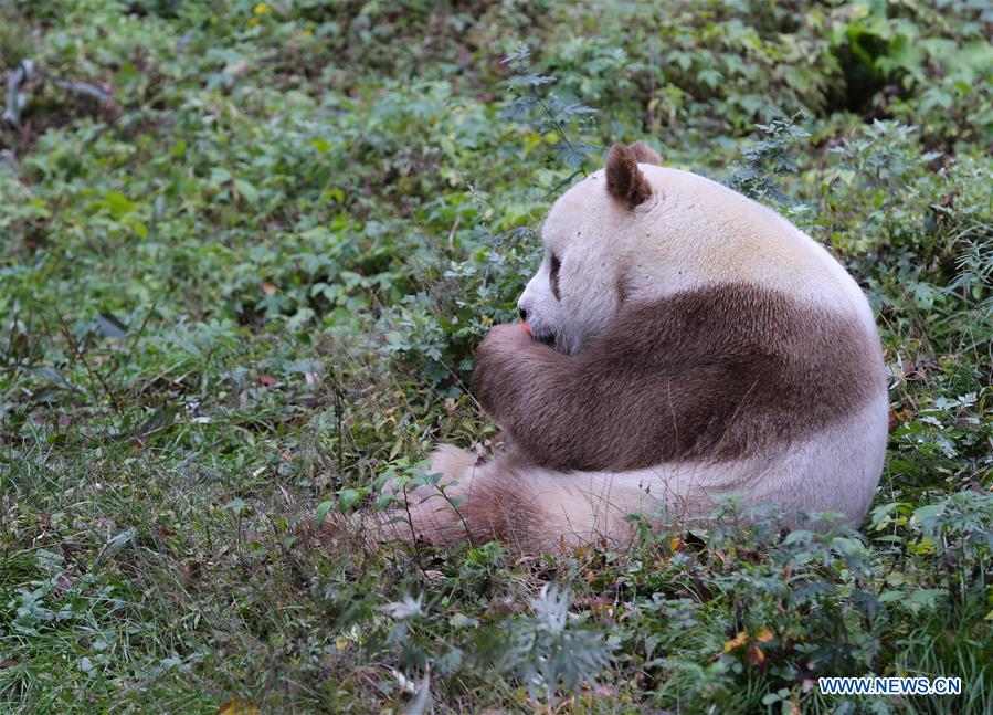 Qizai, rare brown giant panda in China