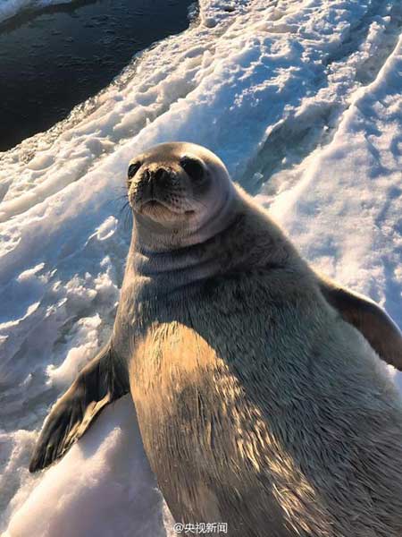 Seals visit China's research station in Antarctica