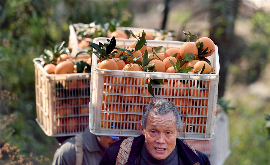 Cableway brings hope to orange farmers