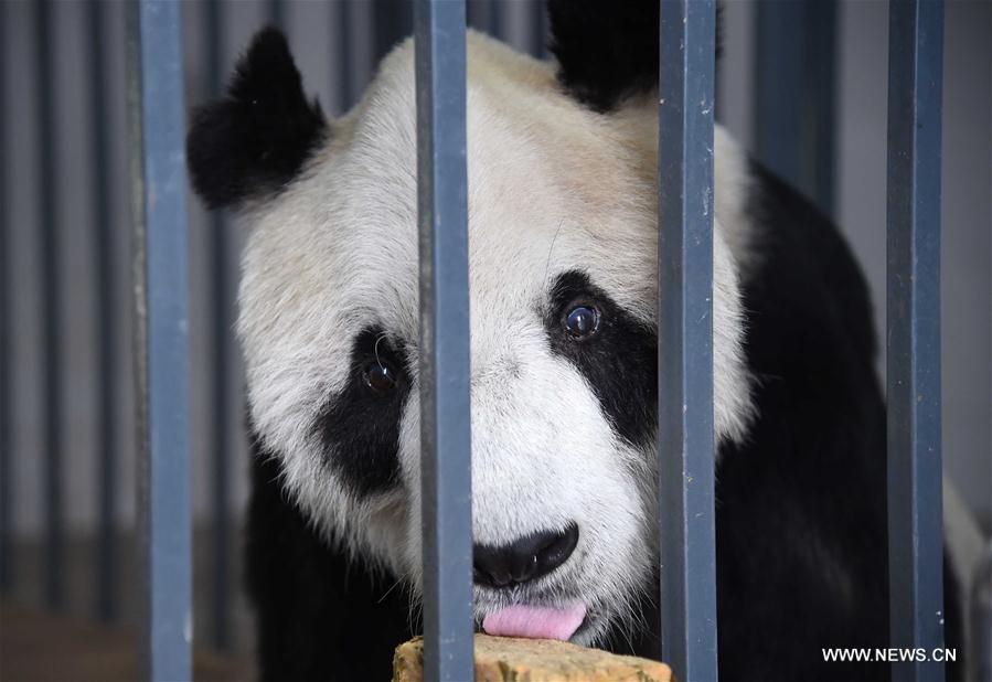 Nursing home for aged pandas in Sichuan