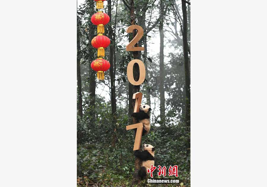 Panda cubs pose for New Year greetings in SW China