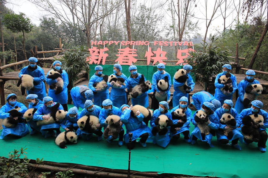 23 giant panda cubs send Lunar New Year wishes in SW China