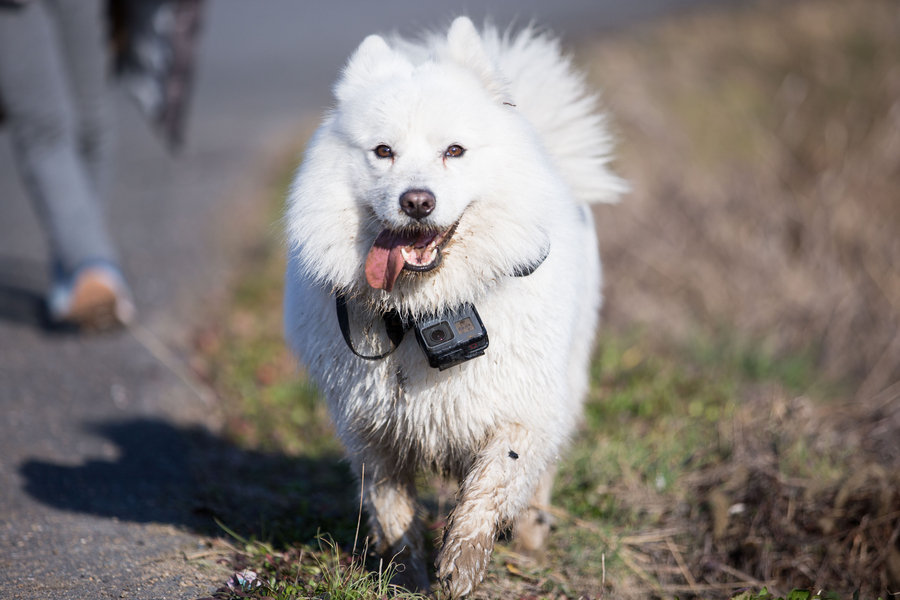 Call of the wild: An urban pet dog's village holiday caught on camera