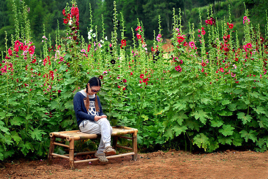 Couple's flower valley planted with love gains national attention