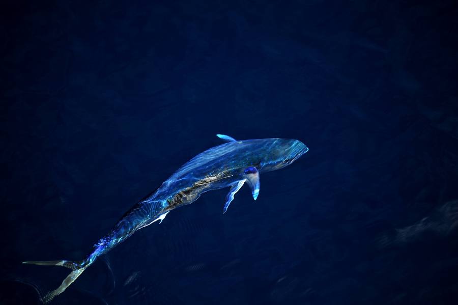 Beautiful dolphinfish in South China Sea