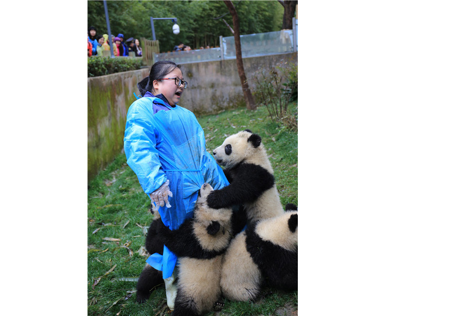 Panda cub dubbed 'the most needy' after video goes viral