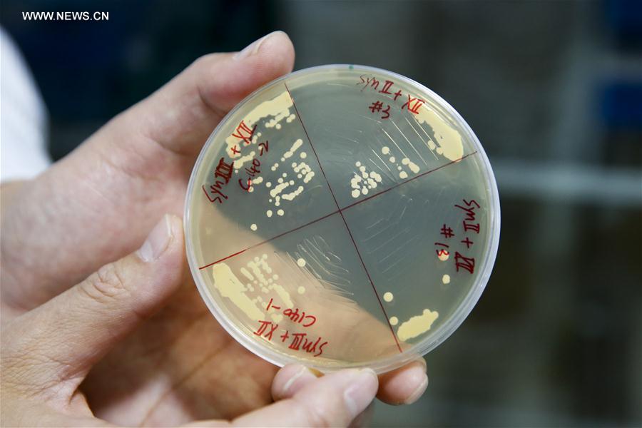 Chinese scientists create 4 synthetic yeast chromosomes