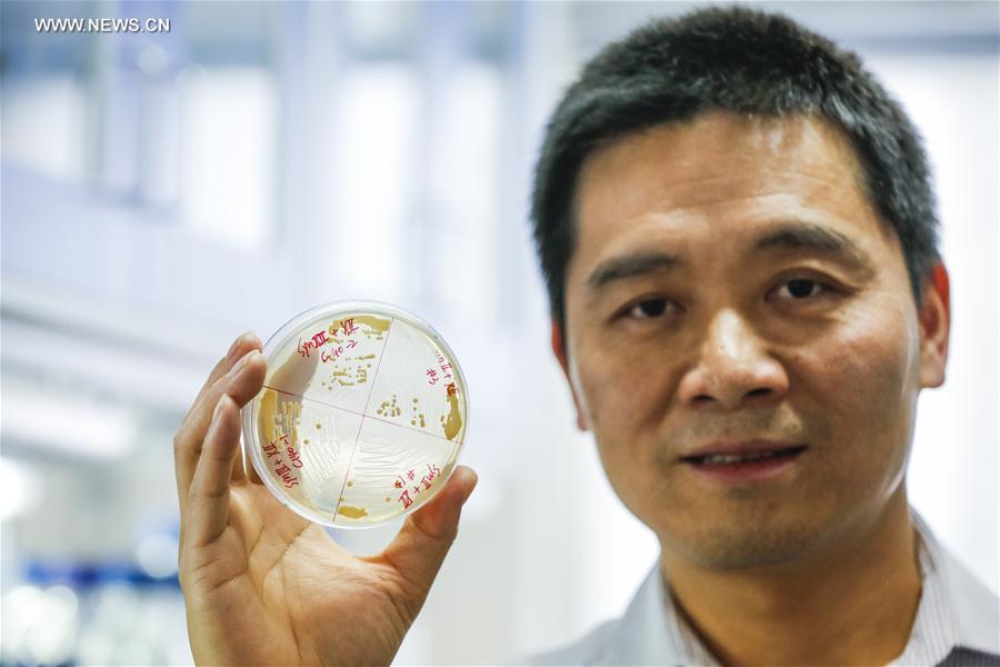 Chinese scientists create 4 synthetic yeast chromosomes