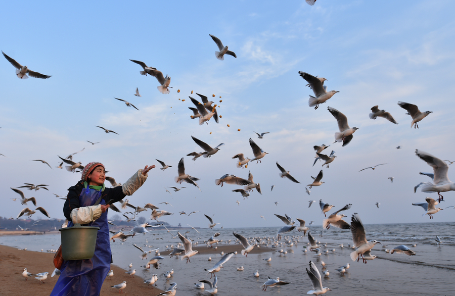 'Seagull mother' feeds thousands of birds at own expense