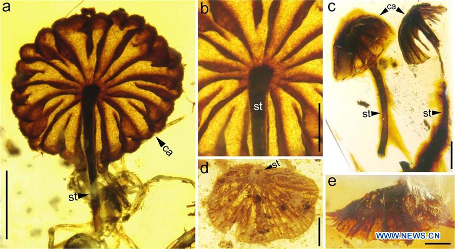 Scientists find earliest intact mushroom fossils