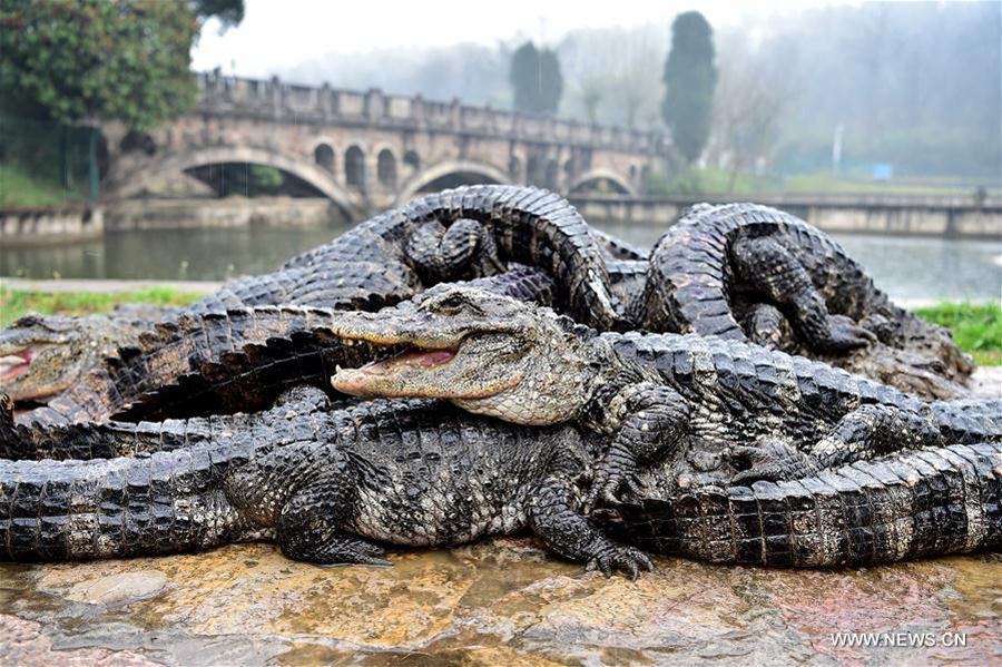 Over 13,000 alligators move out of hothouses