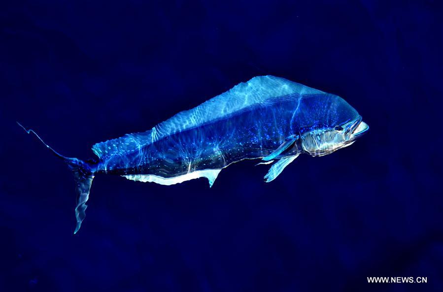 Dolphinfishes photographed in IODP expedition to South China Sea