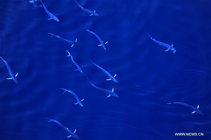 Dolphinfishes photographed in IODP expedition to South China Sea