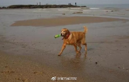 Dog dedicates itself to cleaning waste along Xiamen beach